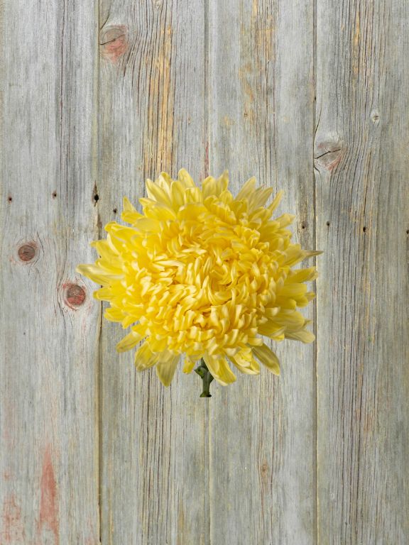 FOOTBALL  YELLOW DISBUDS/MUMS